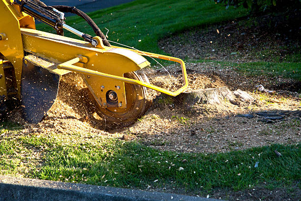 Best Root Management and Removal  in Moonachie, NJ